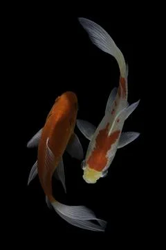Koi fish black background Stock Photos