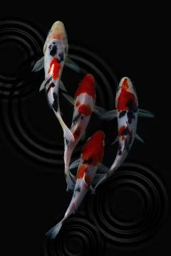 Koi fish black background Stock Photos