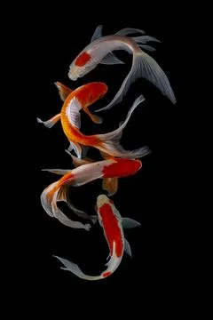 Koi fish black background Stock Photos