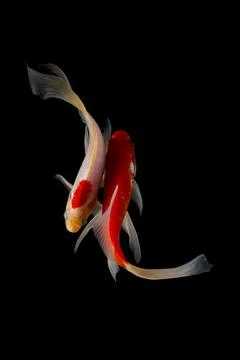 Koi fish black background Foto stock
