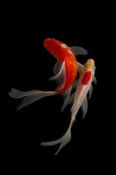 Koi fish black background Stock Photos