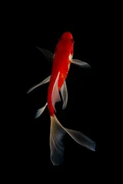 Koi fish black background Stock Photos