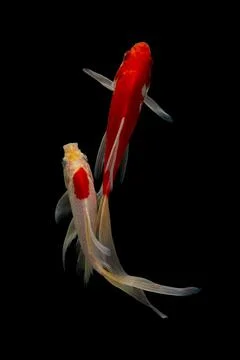 Koi fish black background Stock Photos