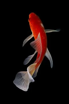 Koi fish black background Stock Photos