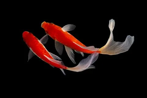 Koi fish black background Stock Photos