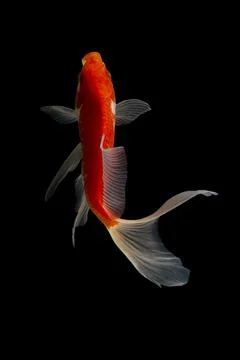 Koi fish black background Stock Photos