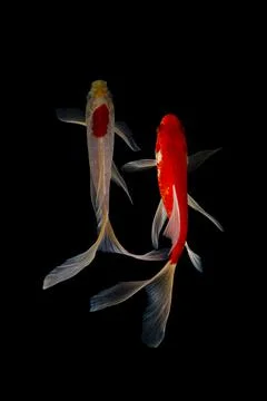 Koi fish black background Stock Photos