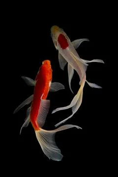 Koi fish black background Stock-Fotos