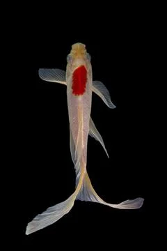 Koi fish black background Stock-Fotos