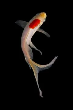 Koi fish black background Stock Photos