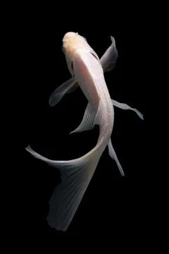 Koi fish black background Stock Photos
