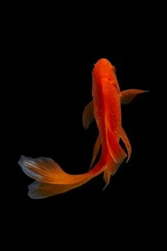 Koi fish black background Stock Photos