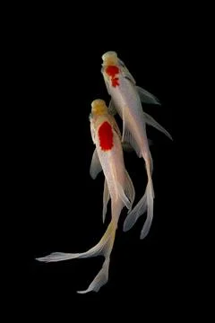 Koi fish black background Stock Photos