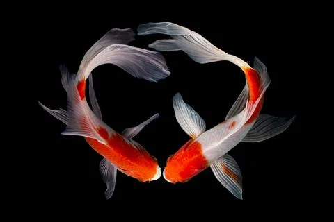 Koi fish black background Stock Photos