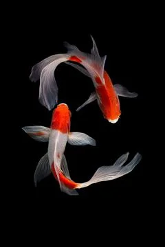 Koi fish black background Stock Photos