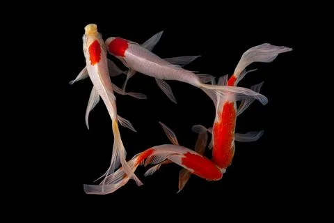 Koi fish black background Stock Photos