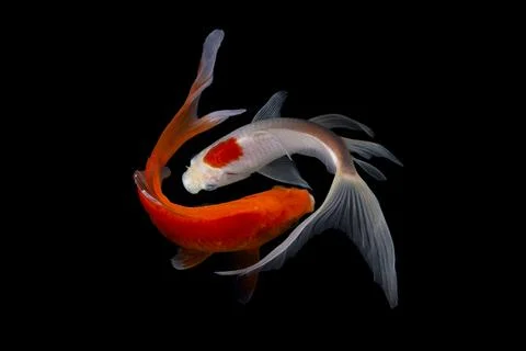 Koi fish black background Stock Photos