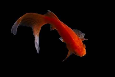 Koi fish black background Stock Photos