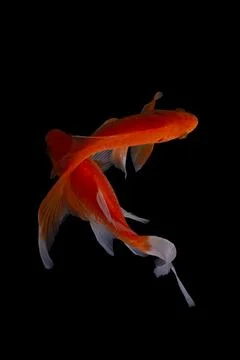 Koi fish black background Stock Photos