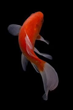 Koi fish black background Foto stock