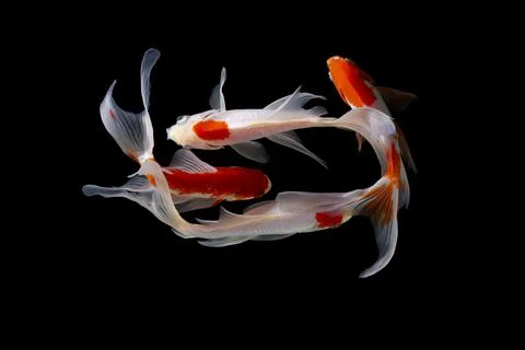 Koi fish black background Stock Photos