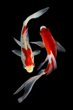 Koi fish black background Stock Photos