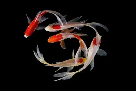 Koi fish black background Stock Photos