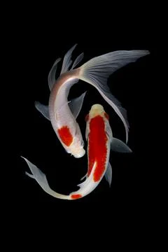 Koi fish black background Stock Photos