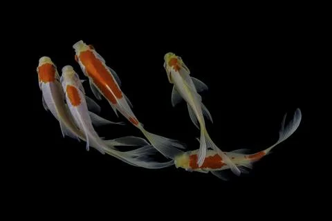 Koi fish black background Stock Photos