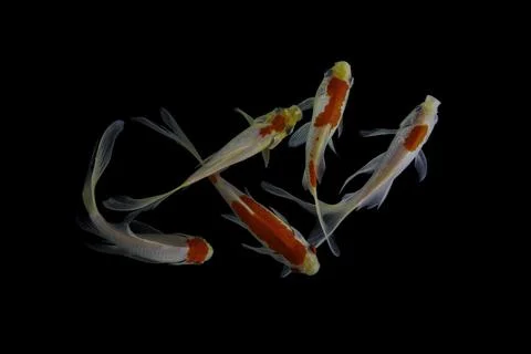 Koi fish black background Stock Photos