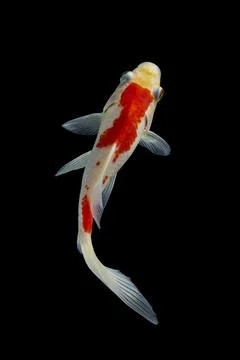 Koi fish black background Stock Photos