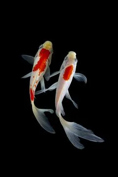 Koi fish black background Stock Photos