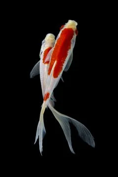 Koi fish black background Stock Photos