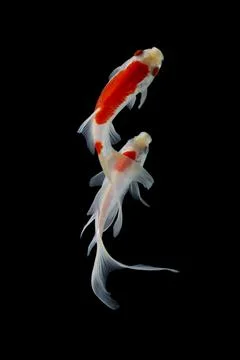 Koi fish black background Stock Photos