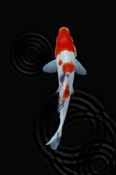 Koi fish black background Foto stock