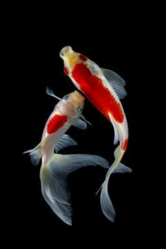 Koi fish black background Stock Photos