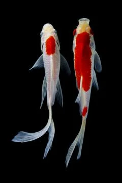 Koi fish black background Stock Photos