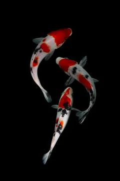 Koi fish black background Stock Photos