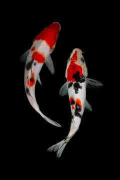Koi fish black background Stock-Fotos