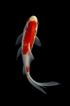 Koi fish black background Stock Photos