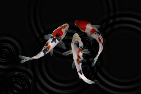 Koi fish black background Stock Photos