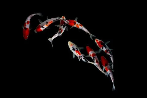 Koi fish black background Stock Photos