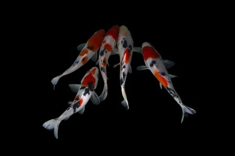 Koi fish black background Stock Photos