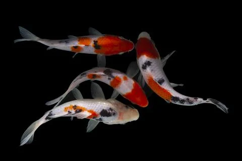 Koi fish black background Stock Photos