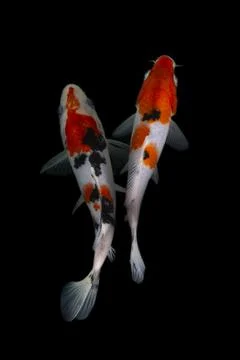Koi fish black background Foto stock