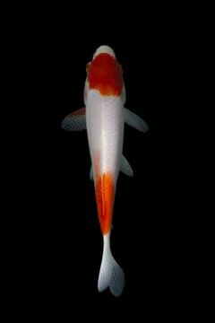 Koi fish black background Stock-Fotos