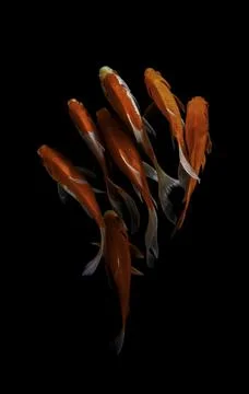 Koi fish black background Stock-Fotos
