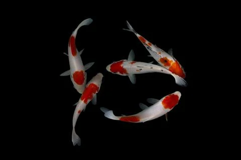 Koi fish black background Stock Photos