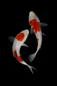 Koi fish black background Foto stock