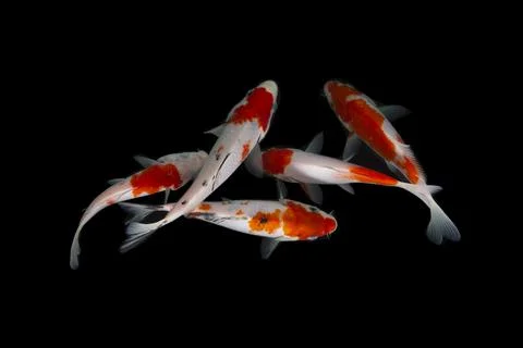 Koi fish black background Stock Photos